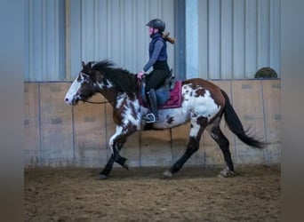 Paint Horse Mestizo, Yegua, 6 años, 150 cm, Pío