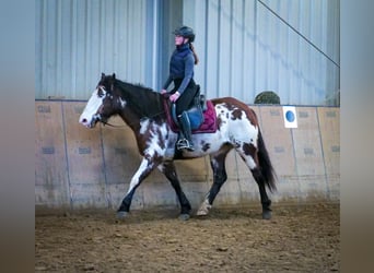 Paint Horse Mestizo, Yegua, 6 años, 150 cm, Pío