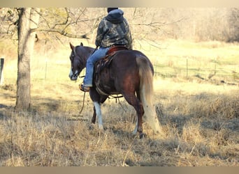 Paint Horse, Yegua, 6 años, 150 cm, Pío