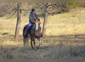 Paint Horse, Yegua, 6 años, 150 cm, Pío