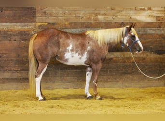 Paint Horse, Yegua, 6 años, 150 cm, Pío