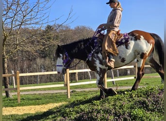 Paint Horse, Yegua, 6 años, 151 cm, Pío