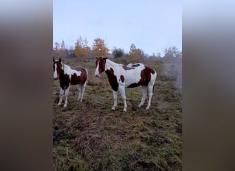 Paint Horse, Yegua, 6 años, 152 cm, Alazán-tostado