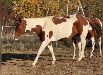 Paint Horse, Yegua, 6 años, 152 cm, Alazán-tostado