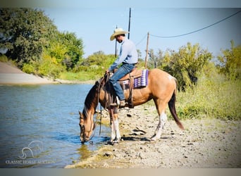 Paint Horse, Yegua, 6 años, 152 cm, Buckskin/Bayo