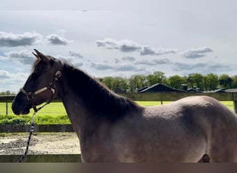 Paint Horse, Yegua, 6 años, 152 cm, Grullo