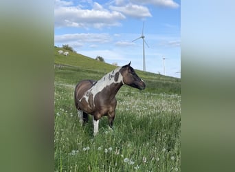 Paint Horse, Yegua, 6 años, 152 cm, Grullo