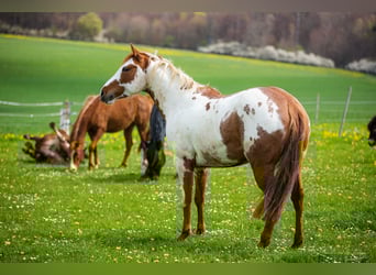 Paint Horse, Yegua, 6 años, 152 cm, Overo-todas las-capas
