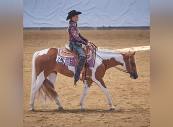 Paint Horse, Yegua, 6 años, 153 cm, Tobiano-todas las-capas