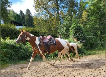 Paint Horse, Yegua, 6 años, 154 cm, Pío