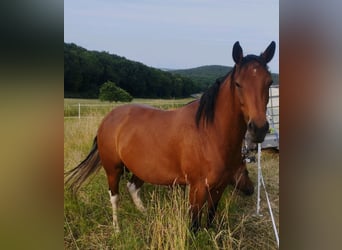 Paint Horse, Yegua, 6 años, 155 cm