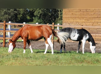Paint Horse Mestizo, Yegua, 6 años, 155 cm, Overo-todas las-capas