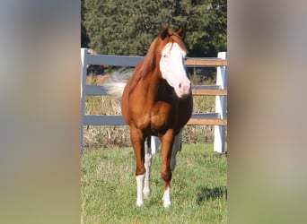 Paint Horse Mestizo, Yegua, 6 años, 155 cm, Overo-todas las-capas
