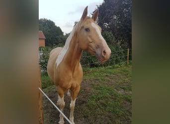 Paint Horse Mestizo, Yegua, 6 años, 160 cm, Champán