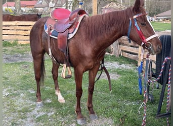 Paint Horse, Yegua, 6 años, Alazán