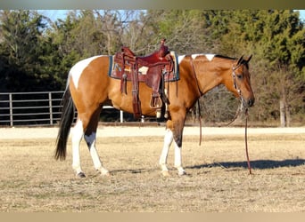 Paint Horse, Yegua, 6 años, Bayo