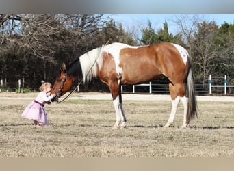 Paint Horse, Yegua, 6 años, Bayo