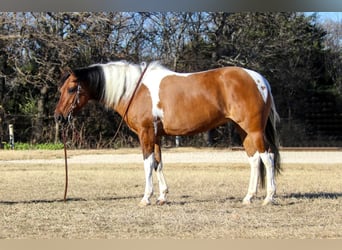 Paint Horse, Yegua, 6 años, Bayo