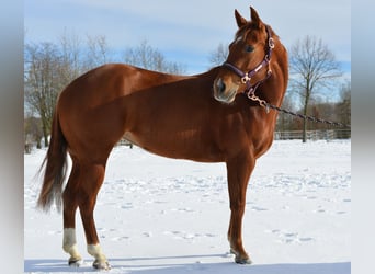 Paint Horse, Yegua, 7 años, 147 cm, Alazán