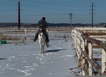 Paint Horse, Yegua, 7 años, 147 cm, Tobiano-todas las-capas