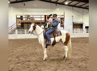 Paint Horse, Yegua, 7 años, 147 cm, Tobiano-todas las-capas