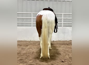 Paint Horse, Yegua, 7 años, 147 cm, Tobiano-todas las-capas