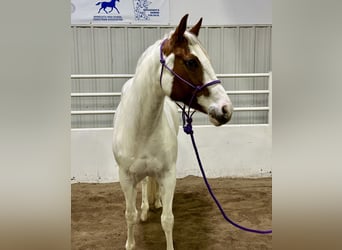 Paint Horse, Yegua, 7 años, 147 cm, Tobiano-todas las-capas