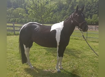 Paint Horse, Yegua, 7 años, 148 cm, Tobiano-todas las-capas