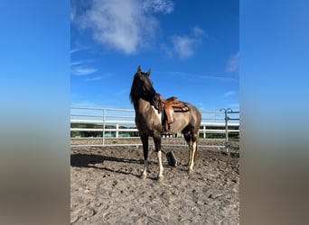 Paint Horse, Yegua, 7 años, 150 cm, Grullo