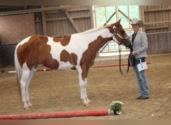 Paint Horse, Yegua, 7 años, 153 cm, Tobiano-todas las-capas