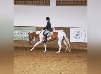 Paint Horse, Yegua, 7 años, 153 cm, Tobiano-todas las-capas