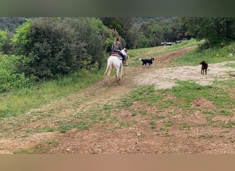 Paint Horse, Yegua, 7 años, 155 cm, Tovero-todas las-capas