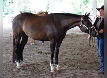 Paint Horse, Yegua, 7 años, 162 cm, Morcillo