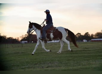 Paint Horse, Yegua, 8 años, 142 cm, Pío