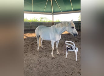 Paint Horse Mestizo, Yegua, 8 años, 143 cm, Tordo