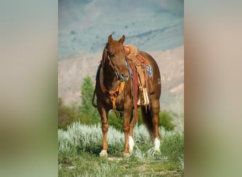 Paint Horse, Yegua, 8 años, 145 cm, Alazán rojizo