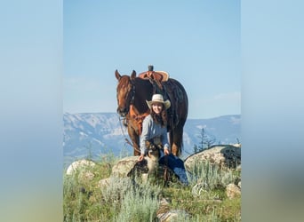 Paint Horse, Yegua, 8 años, 145 cm, Alazán rojizo