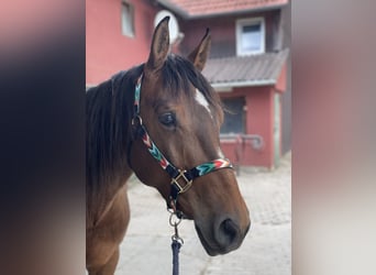 Paint Horse Mestizo, Yegua, 8 años, 151 cm, Castaño