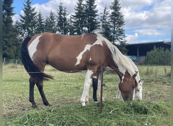 Paint Horse, Yegua, 8 años, 151 cm, Overo-todas las-capas
