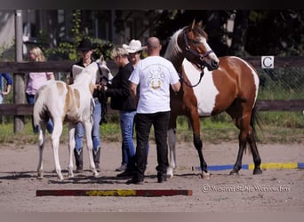 Paint Horse, Yegua, 8 años, 151 cm, Overo-todas las-capas