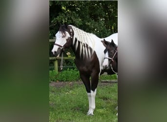 Paint Horse, Yegua, 8 años, 152 cm, Negro