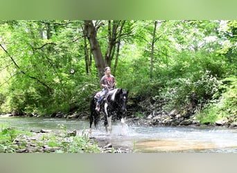 Paint Horse Mestizo, Yegua, 8 años, 152 cm, Negro