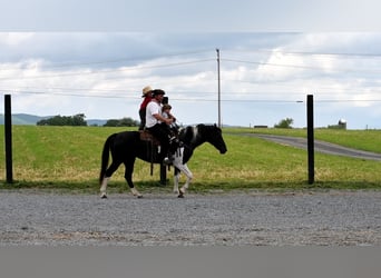 Paint Horse Mestizo, Yegua, 8 años, 152 cm, Negro