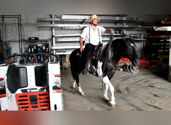 Paint Horse Mestizo, Yegua, 8 años, 152 cm, Negro