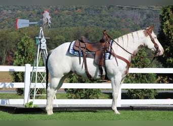 Paint Horse, Yegua, 8 años, 152 cm, Overo-todas las-capas
