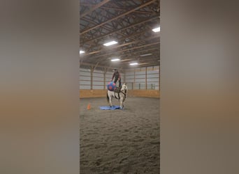 Paint Horse, Yegua, 8 años, 152 cm, Overo-todas las-capas