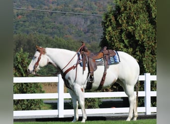 Paint Horse, Yegua, 8 años, 152 cm, Overo-todas las-capas