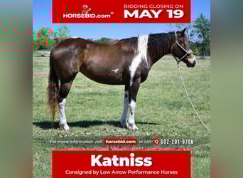 Paint Horse, Yegua, 8 años, 152 cm, Tobiano-todas las-capas
