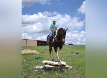 Paint Horse, Yegua, 8 años, 152 cm, Tobiano-todas las-capas