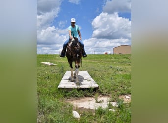 Paint Horse, Yegua, 8 años, 152 cm, Tobiano-todas las-capas